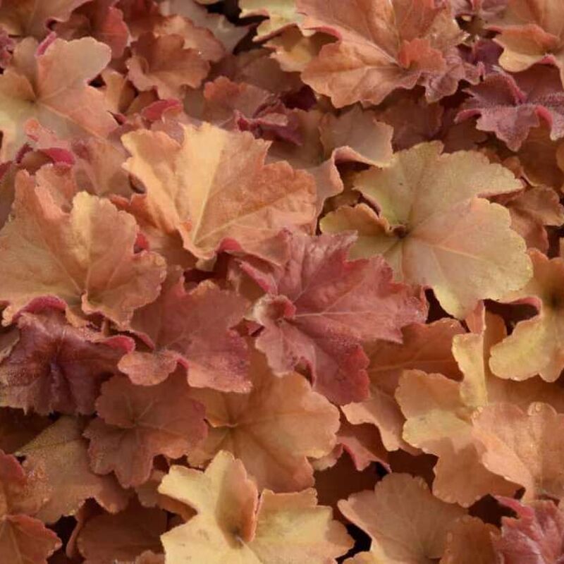 Heuchera 'Caramel'PBR ---